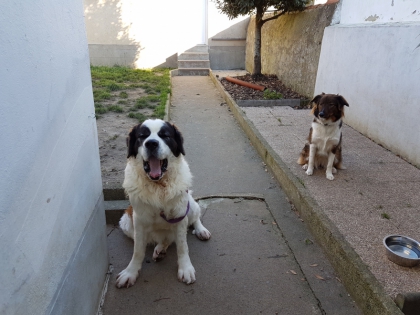 Les signaux d'apaisement chez le chien.