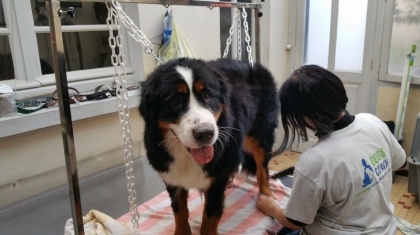 layka sechage
