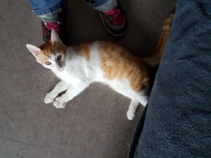 chat