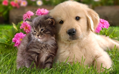chat chien