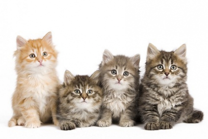 groupe chats