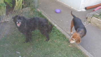 Callis et Phidji