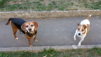Callis et Cosmo