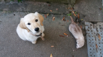 cours de socialisation entre Lila et Muschu le furet