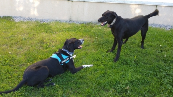 1ère rencontre entre Onyx et Django