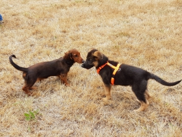 cours chiots